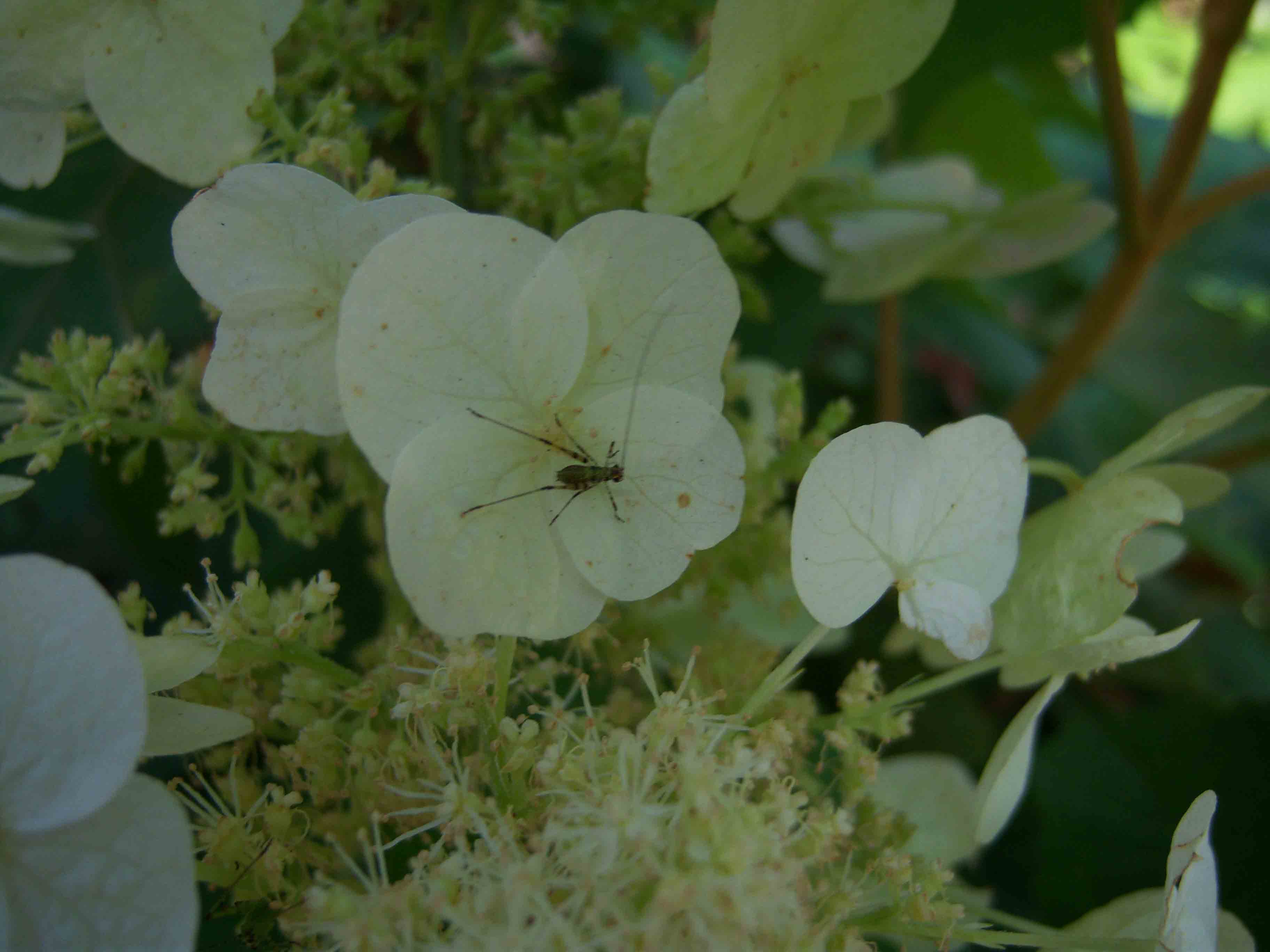 Phaneroptera sp. (neanide)